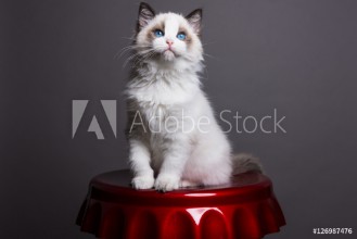 Bild på Ragdoll kitten on a big coke cap looking up